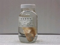 藏品(藍豬齒魚)的圖片